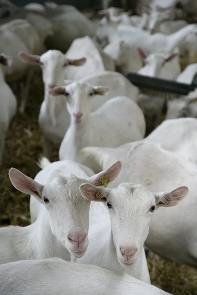 stock image Goats