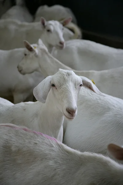 stock image Goat in a stable