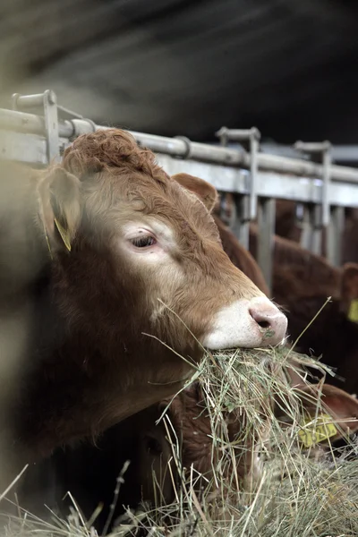 Vaca comiendo hierba deshidratada —  Fotos de Stock