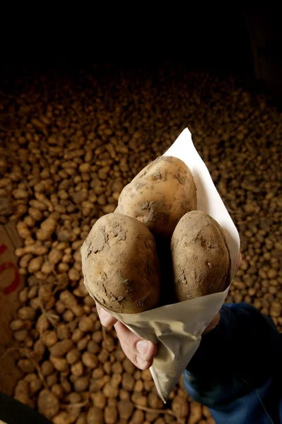 马铃薯 — 图库照片