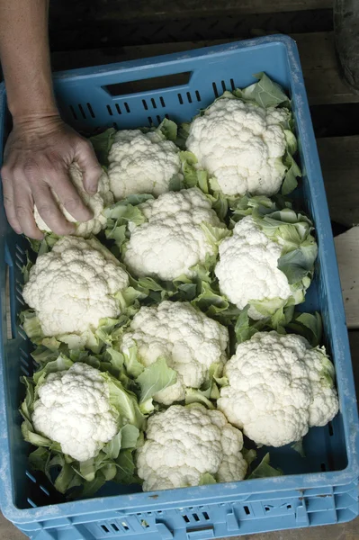 Cauliflowersfresh van het land — Stockfoto