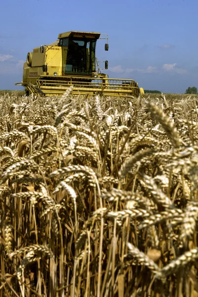 Harvest rye — Stock Photo, Image