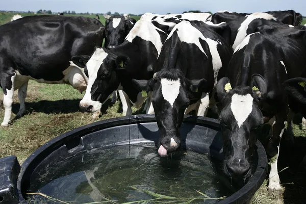 Dairy cows drinking water — Stock Photo, Image
