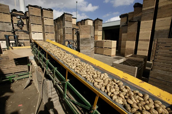 Patato on a conveyor beld — Stock Photo, Image