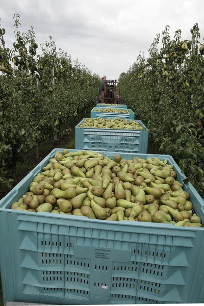 Peras en recipiente de cosecha —  Fotos de Stock