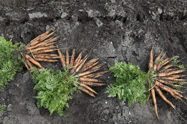 Cenouras apenas colheita — Fotografia de Stock