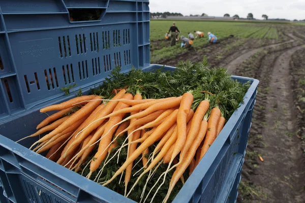 Bin with carrots — Stock Photo, Image