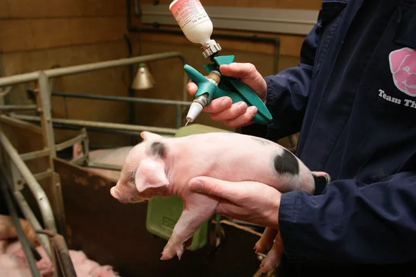 Injection for a piglet — Stock Photo, Image