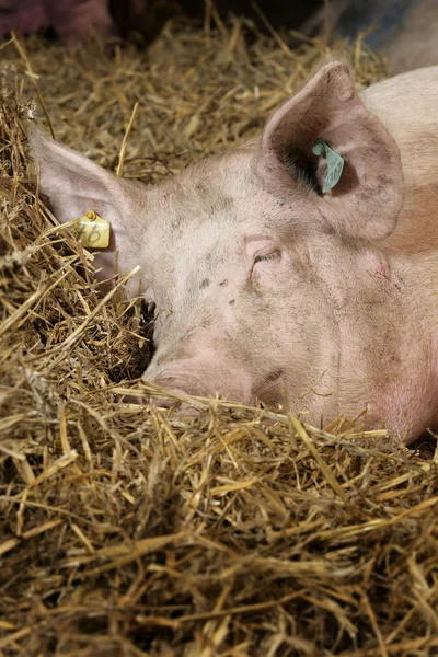 Pig sleeping in straw