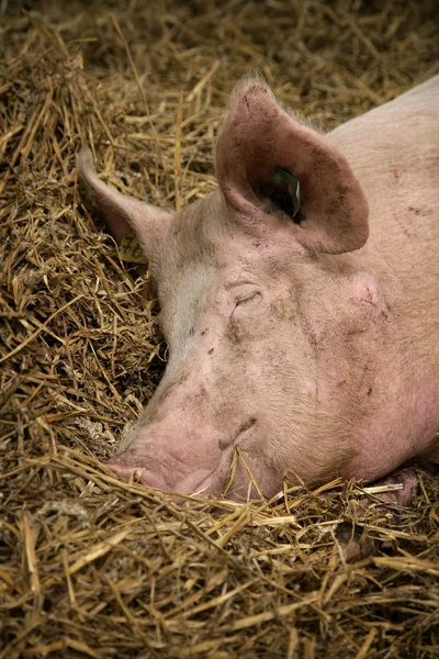 Спящая свинья — стоковое фото
