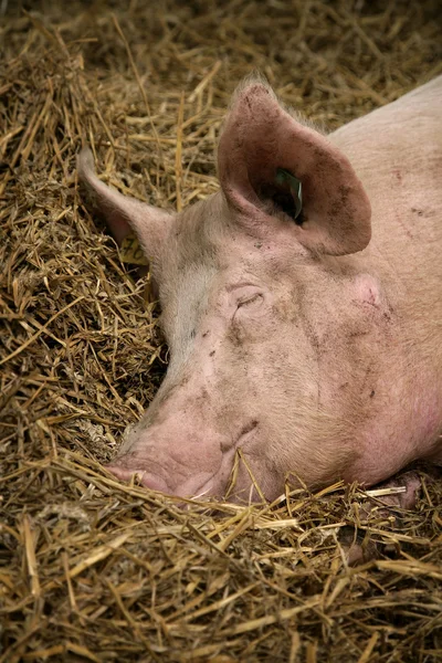 stock image Sleeping pig