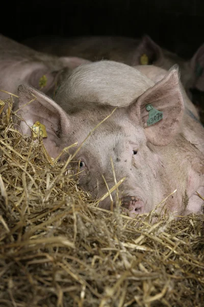 Свинья спит в соломе — стоковое фото
