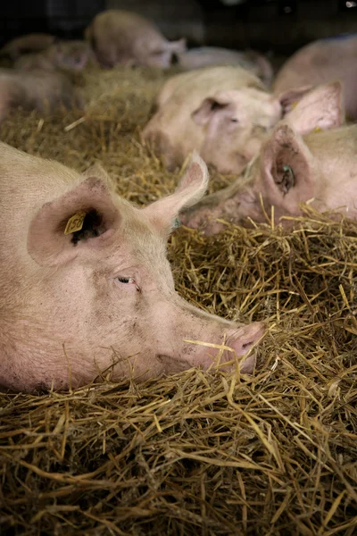 잠자는 돼지 — 스톡 사진