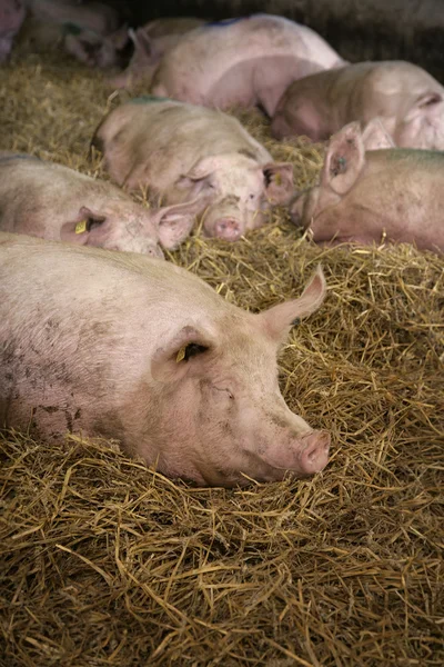 Cerdo durmiente —  Fotos de Stock
