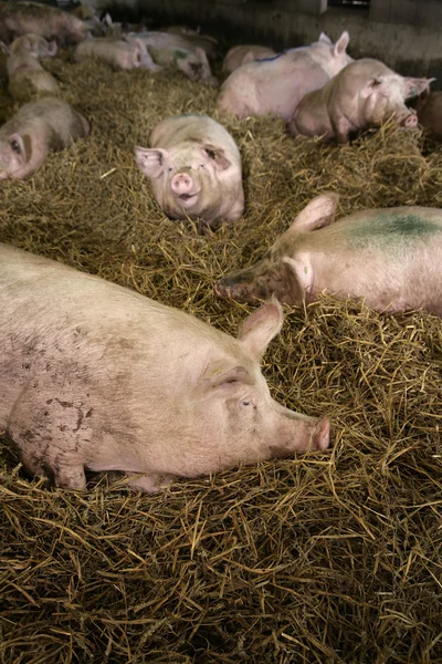 Cerdo durmiendo en paja — Foto de Stock