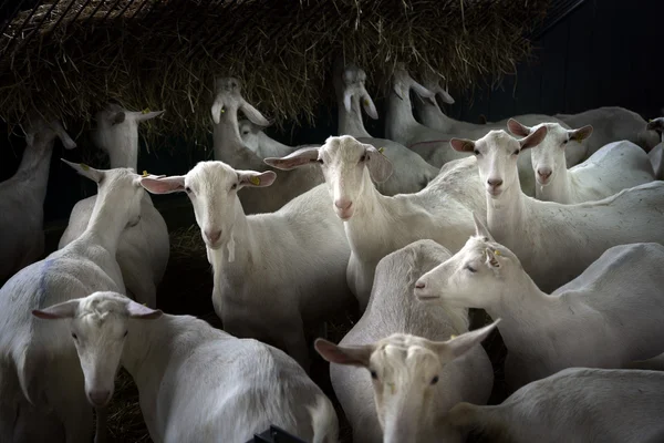 stock image Goat in stable