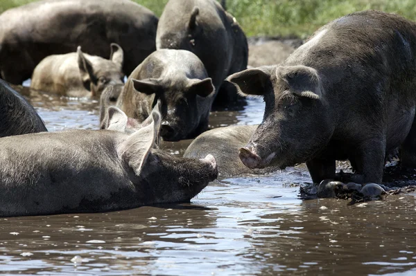 Porcos na lama — Fotografia de Stock