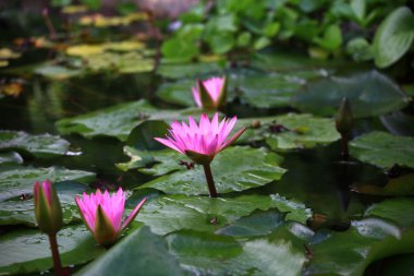 Lotus çiçekleri