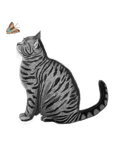 Vlinderslag en de kat. pictogrammen. — Stockfoto