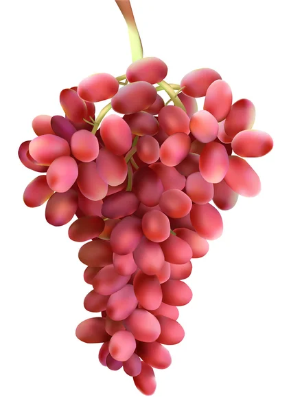 Des raisins. icônes  . — Image vectorielle