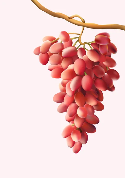 Виноград — стоковый вектор