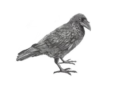 Raven.birds.black. clipart