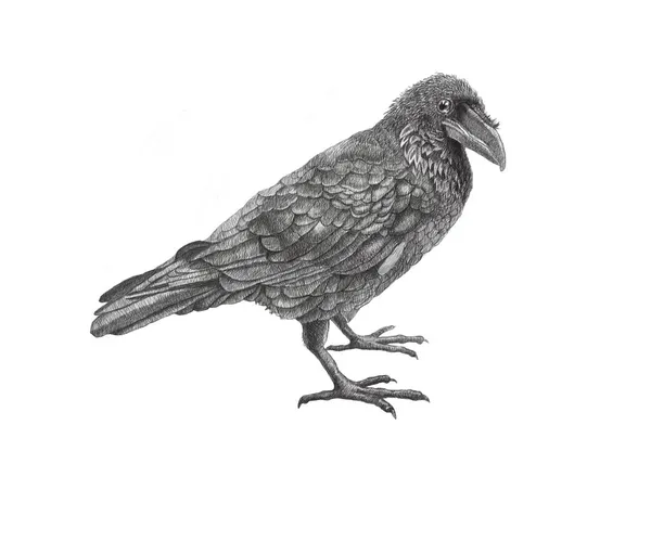 Raven.Birds.Black. — Fotografia de Stock