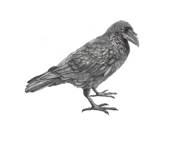 Raven.Birds.Black. — Foto Stock