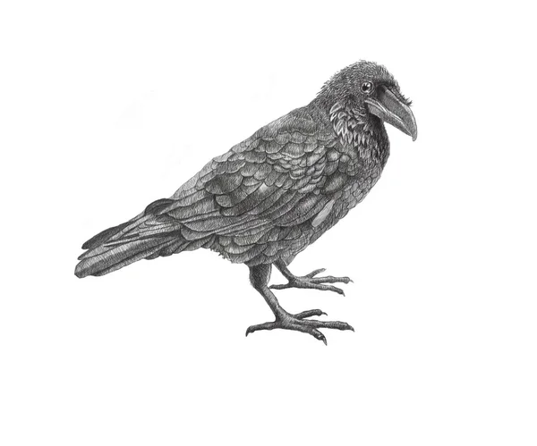 Raven.birds.black. — Stock Image Raven.birds.black. Royalty Free Stock Images