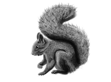 Squirrel clipart