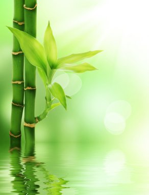 Bamboo clipart