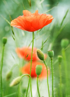 Poppies. Shallow DOF clipart