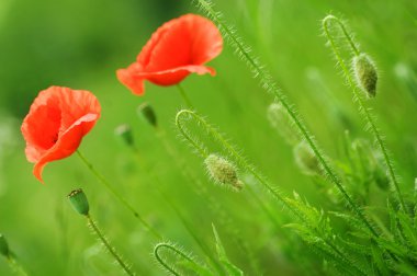 Beautiful Poppies clipart