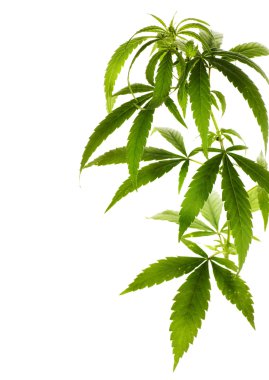 Cannabis Border clipart