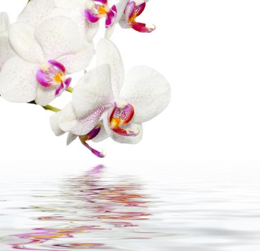 Beautiful Orchids WIth Reflection clipart