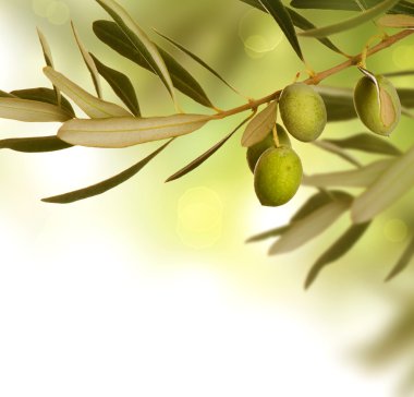 Olives clipart