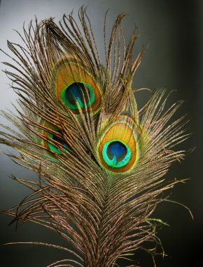 Peacock Feathers over black clipart