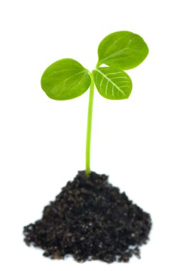 Growing Green Plant clipart