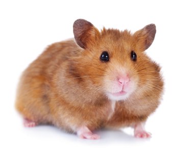 Hamster over white clipart