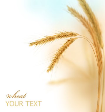 Wheat Border clipart