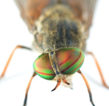 Very Detailed Macro Portrait Of Fly clipart