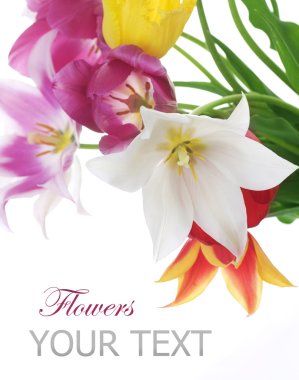 Spring Flowers Over White. Tulips Bunch clipart