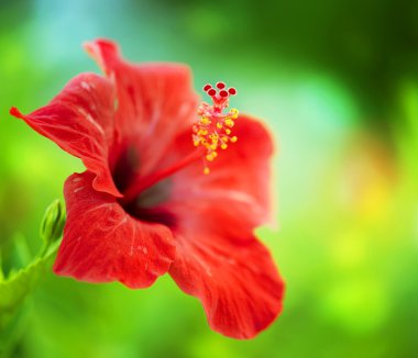 Hibiscus Flower. Shallow DOF clipart