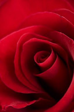 Red Rose close-up clipart