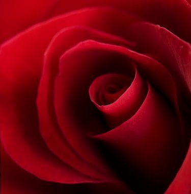 Beautiful Red Rose close-up clipart