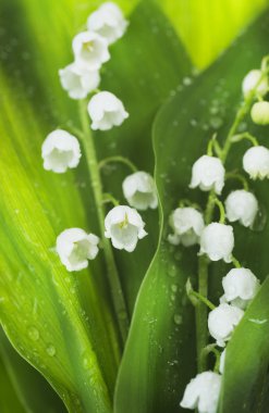 Lily-of-the-valley Flowers clipart