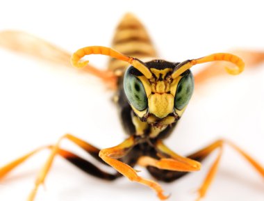 Wasp Portrait clipart