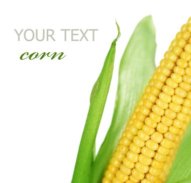 Ear Of Sweet Corn Isolated On White clipart