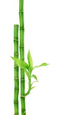 Bamboo clipart