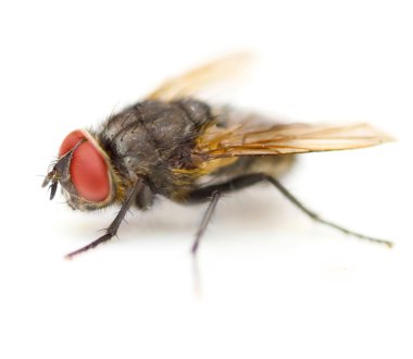 Supermacro Of A House Fly Isolated clipart